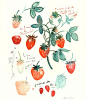 watercolors, strawberry, illustration.