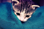 如果可以，下辈子我要做只猫【lomo图片】-LOMO图片-唯美小清新-lomo生活