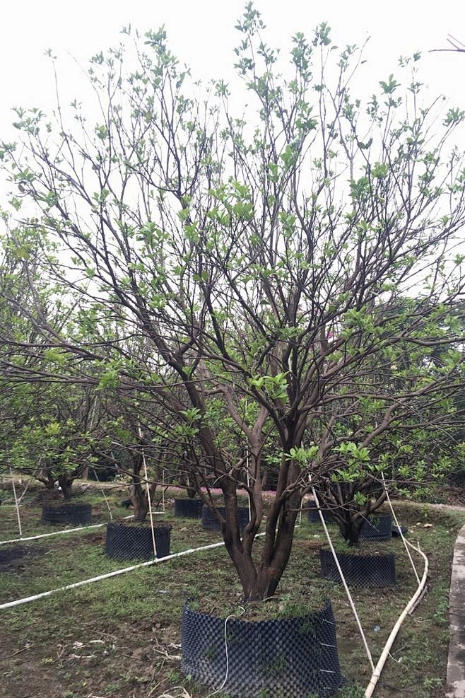 丛生香泡