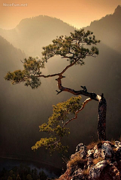 风李雨李采集到背景