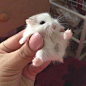 仓鼠