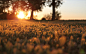 sunsets landscapes trees grass macro  / 1920x1200 Wallpaper