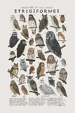 动物插画海报 | 美国插画家 Kelsey Oseid ​​​​