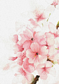 樱花高清素材 插画 樱花 水彩 免抠png 设计图片 免费下载