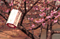 日本庭院 樱花之美 | poboo 创意视觉