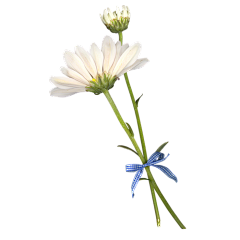 是战战吖采集到花
