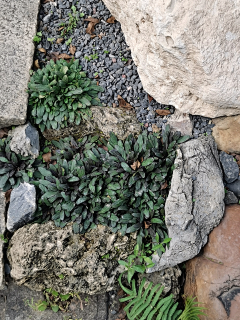 SADK0cX0采集到植物配置