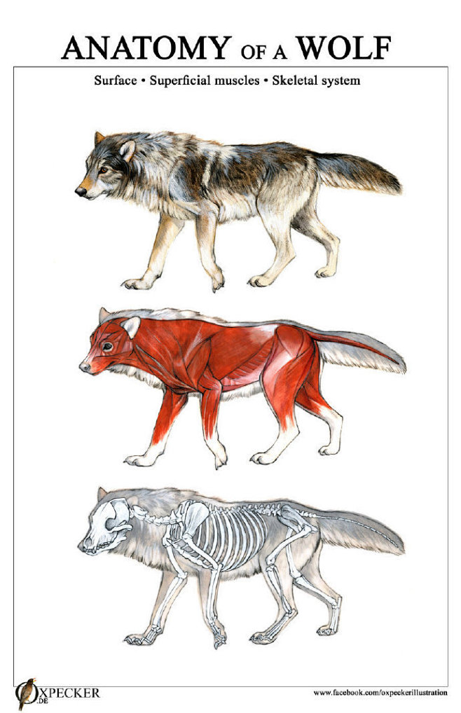 #绘画参考# 动物骨骼和肌肉 ​​​​