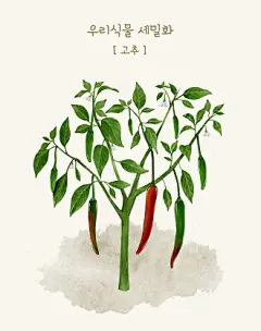 青辣椒 蔬菜水果 手绘植物 植物插图插画设计PSD