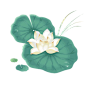 荷花手绘