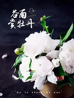 谷雨赏牡丹简约风plog模板
