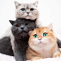 叠猫猫(*´∀`*)
ins:amy_simba
#治愈的小可爱# ​​​​