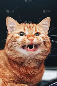 电脑旁边的姜猫