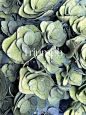 Amo_in_Fur的照片 - 微相册