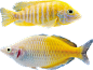 鱼 海洋生物 动物