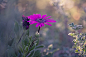 General 2048x1365 macro flowers purple flowers nature plants