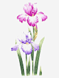 蝴蝶兰花朵免抠素材_新图网 https://ixintu.com 兰花 植物 花卉 花朵 蝴蝶兰