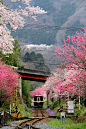 Sakura railway, Japan