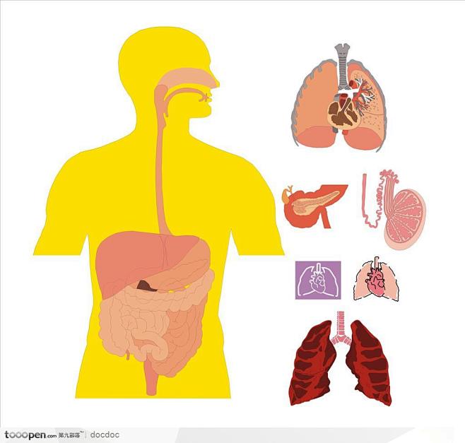 人体解剖图和器官--呼吸系统 肺 消化系...