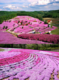 丛生福禄考（芝樱花，苔粉红色），日本北海道