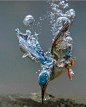 潜入水中捕鱼的翠鸟
摄影：Tariq La Brijn ​​​​