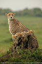 funnywildlife:

Female cheetah and cubs, Masai Mara, Kenyaby Steve Bloom Photography
