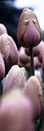 Purple Tulips: 