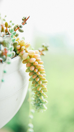 小资情绪、采集到植物、花朵