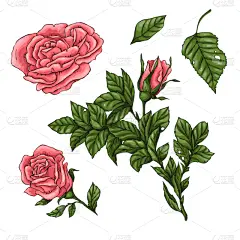 动物手,玫瑰,绘画插图,珊瑚,多样,浪漫,婚礼,枝繁叶茂,八仙花属,布置
