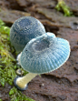 炫蓝#蘑菇#