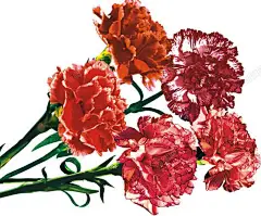 手绘康乃馨高清素材 康乃馨 植物 花卉 花朵 免抠png 设计图片 免费下载