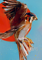 Flying Birds鸟系列插画设计//Denis Gonchar 文艺圈 展示 三鹰堂-Powered by thinkdo3