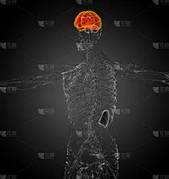 脑,健康保健,插画,三维图形,中脑,脑桥,基底细胞,杏仁核,脑下垂体腺,髓鞘