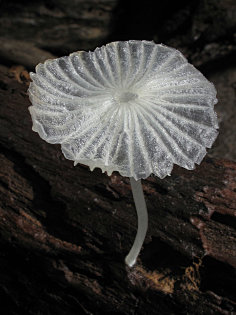 com采集蓝波0223采集到王朝后宫之植物伞菌目顾名思义子实体像个伞