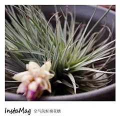 莹莹鲁的多肉名片