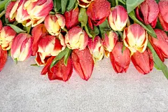 贺卡,郁金香,白昼,母亲节,女人,春天,花束,背景,请柬,波兰