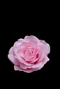 自然,粉色,花,头状花序,花瓣_122621549_Pink rose_创意图片_Getty Images China