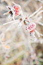 【美图分享】Heléne Jonsson的作品《Snowlight》 #500px#