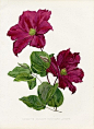 W. Robinson手绘水彩花卉