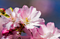 cherry-blossom-4956038_1280