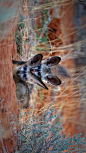 卡格拉格帝跨境公园内的两只大耳狐，博茨瓦纳 (© Richard Du Toit/Minden Pictures)
这些有着巨大耳朵的狐狸属于犬科动物家族，它们的亲戚包括家养狗、豺和狼。这些独特的黑耳朵里面含有大量的血管，有助于调节非洲大草原上的体温。它们的耳朵在捕食时也会派上用场，耳朵贴在地上，大耳狐可以很容易的发现它最喜欢的食物：白蚁。
