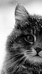 Kitty in the snow… ≧^◡^≦°