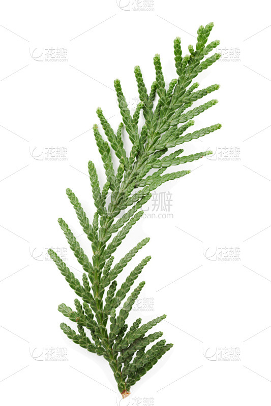 柏树,绿色,嫩枝,白色背景,家庭,美国崖柏属树,刺柏属丛木,雪松,垂直画幅,无人素材-花瓣网