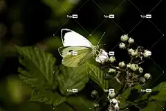 蝴蝶 花卉背景 关闭 昆虫 自然 美丽的花朵 花壁纸 动物 翅膀