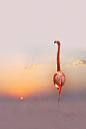 Flamingo Sunset