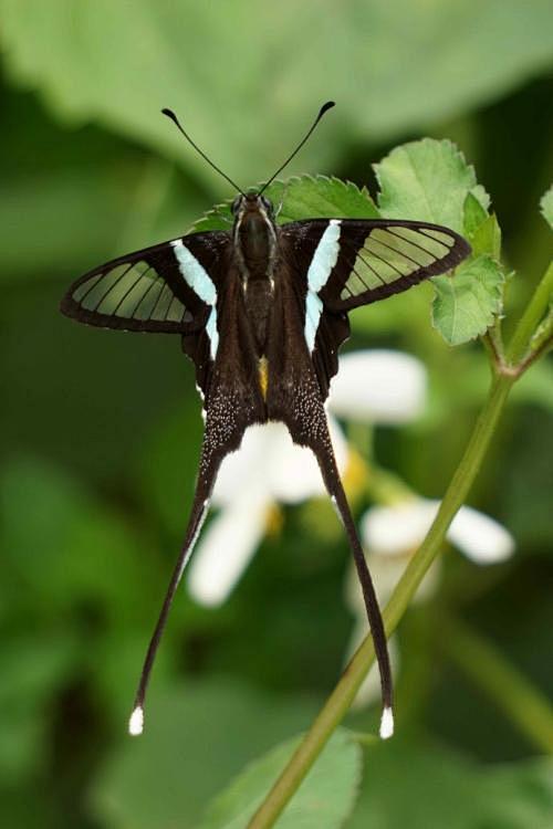 绿带燕凤蝶百度图片搜索