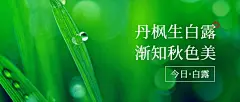 白露节气祝福实景露珠公众号首图