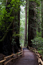 Redwoods, Muir Woods, California