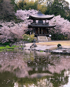 故若初见采集到风景