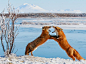 环球地理一周图片：河岸边争吵的狐狸